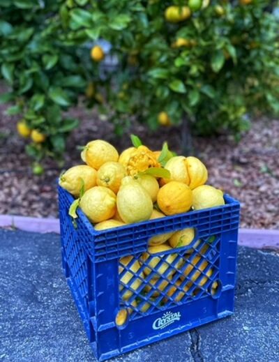 Eureka Lemons